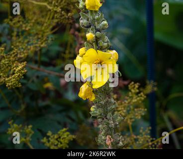 Blühende weiße Königskerze - Aaron´s Rod (Verbascum Thapsus) Stockfoto