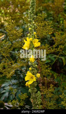 Blühende weiße Königskerze - Aaron´s Rod (Verbascum Thapsus) Stockfoto