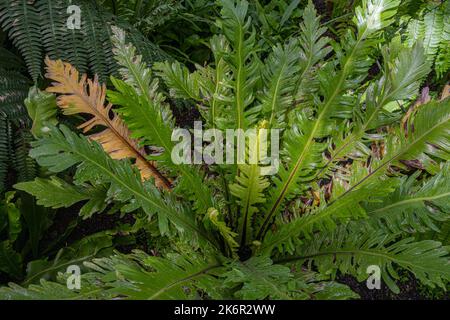 Asplenium nidus, Vogelnest Farnzentrum‘nassen Blättern Stockfoto