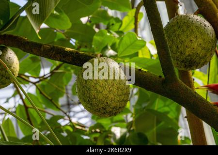 Die Frucht von wildem Süßstoff oder goldenem Apfel (Annona mucosa) Stockfoto