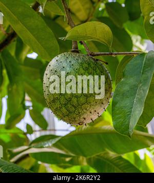 Die Frucht von wildem Süßstoff oder goldenem Apfel (Annona mucosa) Stockfoto