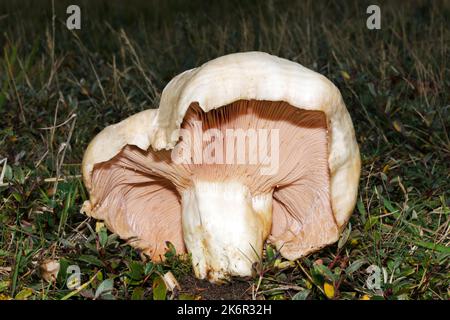 Lactarius controversus (erröllende Milchkappe) kommt in ganz Europa vor und wächst mit Salix-Arten (z.B. Salix repens) auf Heiden und Dünen. Stockfoto