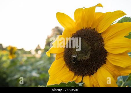 Schöner blühender helianthus, auf dem eine Hummel Nektar sammelt. Feld mit gelben Sonnenblumenblumen, auf dem Land. Nahaufnahme. Stockfoto