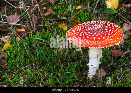 Fliegenpilz, Amanita muscaria, wächst im Dersingham Bog National Nature Reserve, Norfolk. Stockfoto