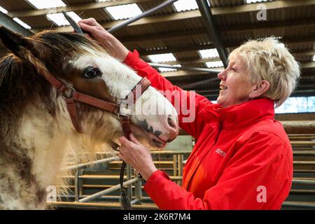 Ayr, Großbritannien. 15. Oktober 2022. Die Kilmarnock Fohlen Show Society veranstaltete ihre jährliche Herbstausstellung der Clydesdale Pferde auf dem Ayr Cattle Market, Ayrshire, Schottland, Großbritannien. Die Wettbewerbe und die Beurteilung zogen eine Reihe von Zuschauern aller Altersgruppen an, die an der Auswahl der reinrassigen Clydesdale-Pferde teilnahmen. Bild von Jean Hamilton aus Lesmahagow, der ihr 4-jähriges Stutfohlen „Lavender“ für den Richterring vorbereitete. Kredit: Findlay/Alamy Live Nachrichten Stockfoto