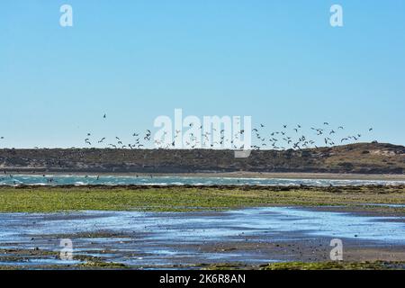 Caleta Valdes Landescape, Halbinsel Valdes chubut Provinz Patagonien Argentinien Stockfoto