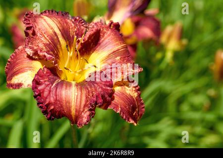 Sommer leuchtend rot orange Gladiolus und saftiges Grün Stockfoto