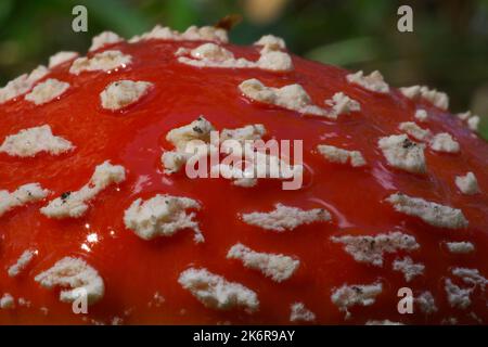 Fliegenpilz, Amanita muscaria, Pilz UK, Stockfoto