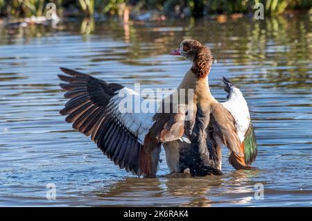 Ägyptische Gans landen auf dem Wasser im Bushy Park in Großbritannien Stockfoto