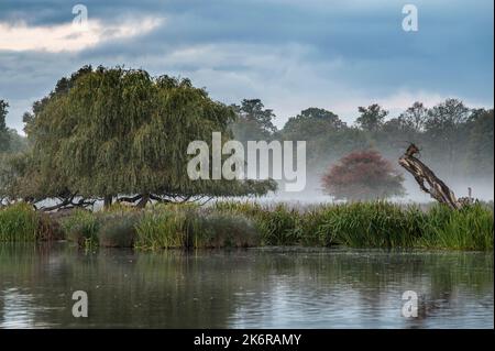 Im Oktober dämmert es im Heron Pond Bushy Park in Surrey, Großbritannien Stockfoto