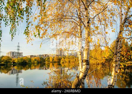 Atemberaubende Aussicht auf Birken und See im Mitino Landscape Park in erstaunlicher Herbstblattfarbenzeit bei Sonnenuntergang Licht Stockfoto