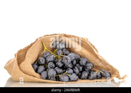 Ein Zweig süßer schwarzer Trauben in einem Jutesack, Makro, isoliert auf weißem Hintergrund. Stockfoto