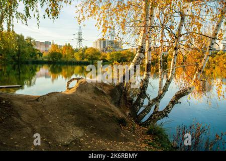 See und Herbstlaub Farbe in Mitino Landschaftspark - Gruppe von Birken und Reflexion in Wasser und Wohngebäuden und elektrische Linie (pyl Stockfoto