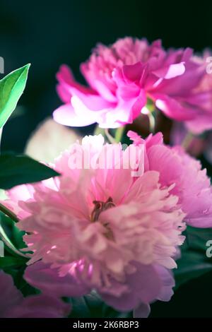 Drei rosa pastellfarbene Pfingstrosen in Nahaufnahme mit grünen Blättern, Blumenmuster auf dunklem Hintergrund. Designkonzept für eine Postkarte. Hochwertige Fotos Stockfoto