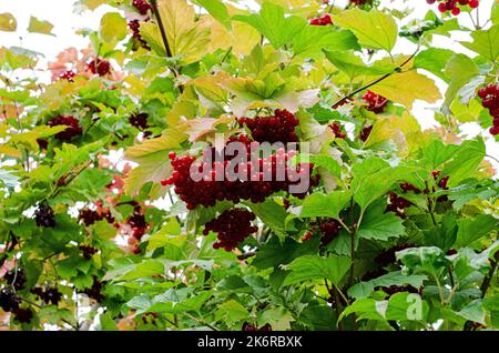 Rotes Viburnum an den Zweigen. Nahaufnahme von roten Trauben von reifen Viburnum auf einem Zweig im Herbstsonnenlicht. Viburnum opulus guelderrosa Beeren auf einem Zweig Stockfoto