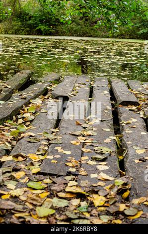 Alte hölzerne Pier auf dem See auf dem Hintergrund des Waldes. Im Sommer warmer Abend. Angelplatz. Blick durch Weidenzweige. Stockfoto