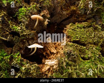Bonnet funghi auf Baumstumpf Stockfoto