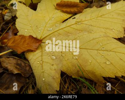 Regentropfen auf Herbstblättern auf Waldboden Stockfoto