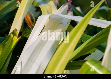 Pandanus Odorifer Pflanze in einem Garten in Rio de Janeiro Brasilien. Stockfoto