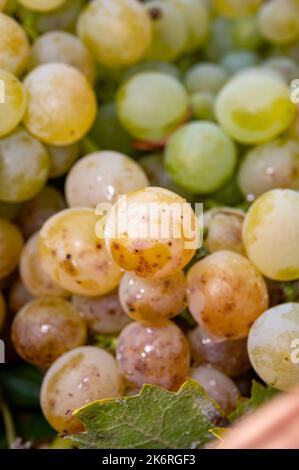 Reife Bio-riesling-Weintrauben aus nächster Nähe, Weinlese in deutschen Weinbergen, Herstellung von weißen trockenen Bioweinen Stockfoto