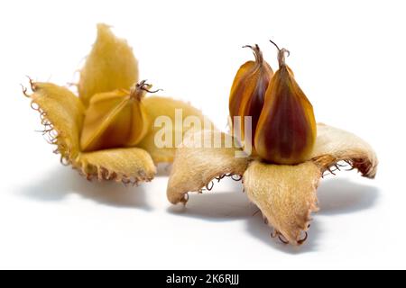 Buche (fagus sylvatica), Nahaufnahme mit zwei offenen Früchten des Baumes, jeweils mit zwei Buchennüssen innen, isoliert auf weißem Hintergrund. Stockfoto