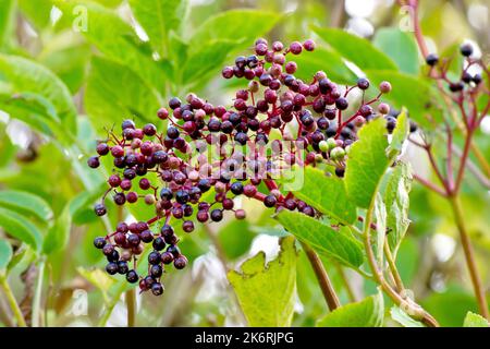 Holunder, Holunderblüte oder Holunderbeere (sambucus nigra), Nahaufnahme eines isolierten Sprays von reifenden Früchten oder Beeren des Baumes oder Strauches im Frühherbst. Stockfoto