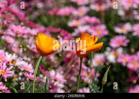 Orangefarbene Mohnblumen auf einem Hintergrund rosa Blüten Stockfoto