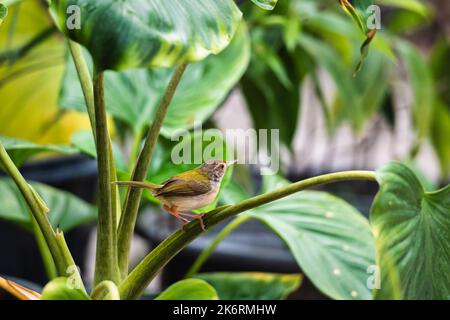 Vogelbeobachtung winziger gewöhnlicher Rückenvögel oder Orthotomus sutorius, der im tropischen Garten auf einem Zweig ragt Stockfoto