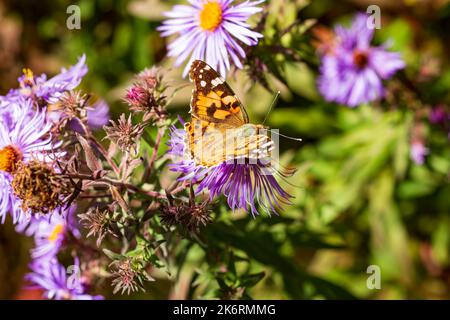 Die gemalte Dame aus der Familie Nymphidae, die sich von der Asterblume ernährt, ist einer der bekanntesten Schmetterlinge der Welt Stockfoto