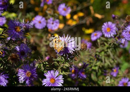 Die gemalte Dame aus der Familie Nymphidae, die sich von der Asterblume ernährt, ist einer der bekanntesten Schmetterlinge der Welt Stockfoto