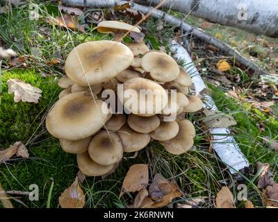 Haufen Armillaria Mellea Pilze im Herbstwald Stockfoto