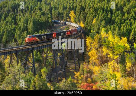 Zug, der im Herbst über einen hohen Böll unterhalb des mullan-Passes in der Nähe von Austin, montana, fährt Stockfoto