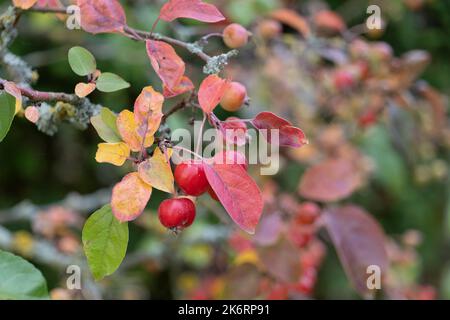 Zweig eines Krabbelbaums mit kleinen, roten Äpfeln und Herbstblättern Stockfoto