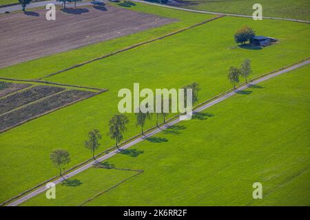 Luftaufnahme, Baumallee, Baumreihe am Straßenrand, Eversberg, Meschede, Sauerland, Nordrhein-Westfalen, Deutschland, Baum am Straßenrand, Avenue Stockfoto