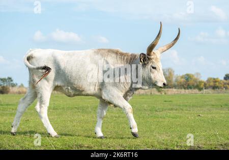 Die ungarische Graue Rasse von Rindern im Hortobagy Nationalpark in Ungarn. Es gehört zur Gruppe der podolischen Rinder und ist durch lo gekennzeichnet Stockfoto