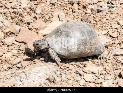 Die griechische Schildkröte (Testudo graeca), auch bekannt als die Spornschildkröte, in der Türkei. Die griechische Schildkröte ist ein sehr langlebiges Tier, das ein l erreicht Stockfoto