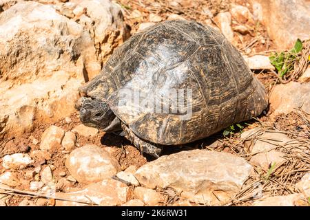 Die griechische Schildkröte (Testudo graeca), auch bekannt als die Spornschildkröte, in der Türkei. Die griechische Schildkröte ist ein sehr langlebiges Tier, das ein l erreicht Stockfoto