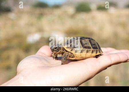 Griechische Babyschildkröte (Testudo graeca), auch bekannt als Spornschildkröte, sitzt auf menschlicher Hand. Die griechische Schildkröte ist ein sehr langlebiges Tier, Stockfoto