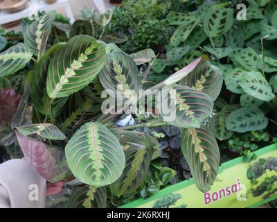 Moderne, trendige Heimpflanzen in einer Baumschule mit anderen Pflanzen im Hintergrund. Maranta Fascinator Pflanzen in einer Pflanzenkinderstube Stockfoto