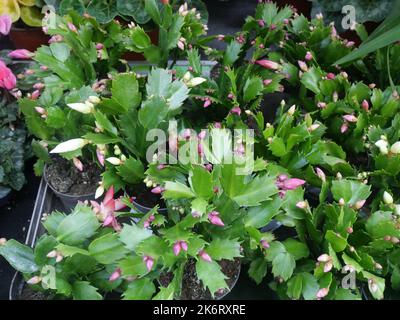 Moderne, trendige Heimpflanzen in einer Baumschule mit anderen Pflanzen im Hintergrund. Schlumbergera, Weihnachtskaktus, Thanksgiving-Kaktus, Krabbenkaktus. Stockfoto