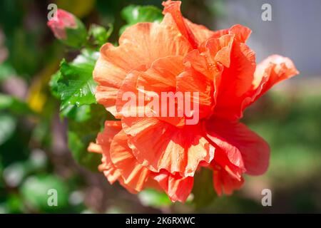 Wunderschöne orange blühende chinesische Doppelblume, selektiver Fokus, Rosen in einem tropischen Garten, Nahaufnahme. Stockfoto