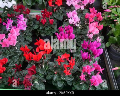 Moderne, trendige Heimpflanzen in einer Baumschule mit anderen Pflanzen im Hintergrund. Bunte Cyclamen Pflanzen Stockfoto