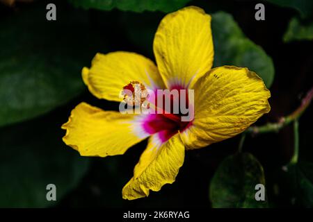 Schönes Makro-Foto mit gelber Hibiskusblüte in Nahaufnahme Stockfoto