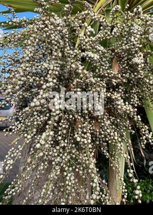 Nahaufnahme der Samenhaufen der immergrünen exotischen Gartenpalme Cordyline australis. Stockfoto