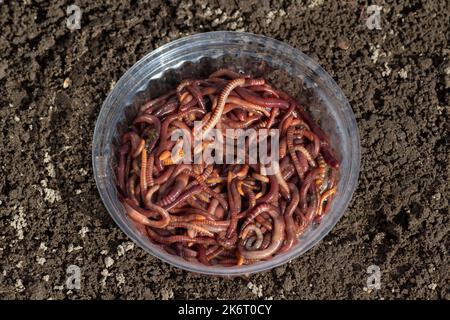 Rote Würmer Dendrobena, Regenwürmer für Landwirtschaft und Fischerei Stockfoto