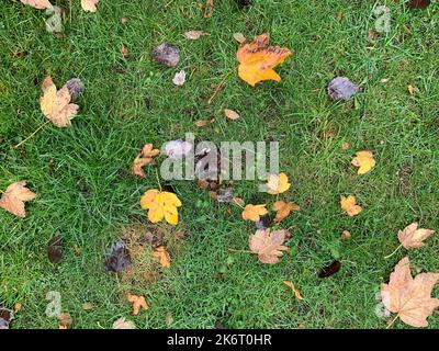 Braune Herbstblätter auf dem grünen Gras des Rasens. Stockfoto