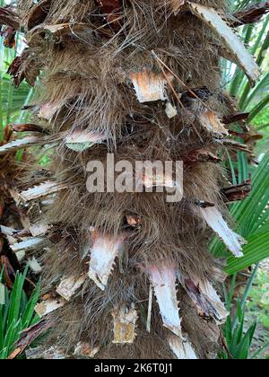 Nahaufnahme des Baumstamms des tropischen Trachycarpus Fortune, der mit faserigen Wurzeln und Schnittpunkten bedeckt ist. Stockfoto