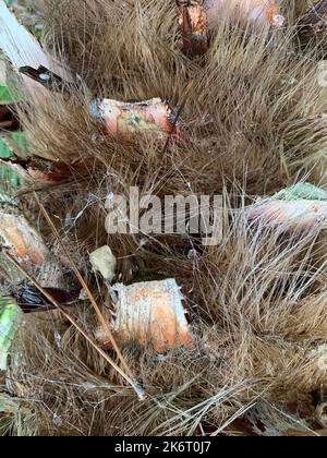 Nahaufnahme des Baumstamms des tropischen Trachycarpus Fortune, der mit faserigen Wurzeln und Schnittpunkten bedeckt ist. Stockfoto