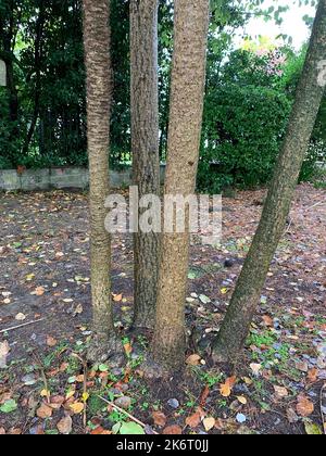 Nahaufnahme mehrerer Stämme des exotischen kleinen Gartenbaums Cordyline australis oder Kohlpalme im Herbst. Stockfoto