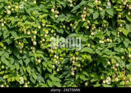 Kegel und Blätter von Hopfen schöne Landschaft. Es wird in der Brauerei und Medizin verwendet Stockfoto